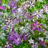 Dianthus Superbus Fringed Pinks Flower Seeds - White, Pink, Purple - 1000 Seeds - Image 1