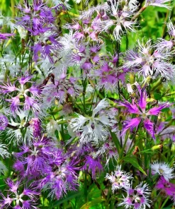 Dianthus Superbus Fringed Pinks Flower Seeds - White, Pink, Purple - 1000 Seeds - Image 1
