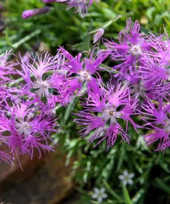 Dianthus Superbus Fringed Pinks Flower Seeds - White, Pink, Purple - 1000 Seeds - Image 5