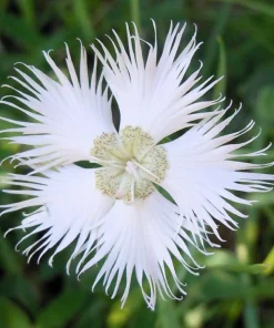 Dianthus Superbus Fringed Pinks Flower Seeds - White, Pink, Purple - 1000 Seeds - Image 6