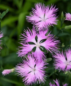 Dianthus Superbus Fringed Pinks Flower Seeds - White, Pink, Purple - 1000 Seeds - Image 7