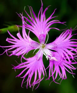 Dianthus Superbus Fringed Pinks Flower Seeds - White, Pink, Purple - 1000 Seeds - Image 8
