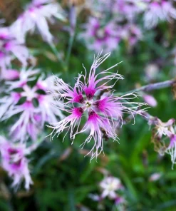 Dianthus Superbus Fringed Pinks Flower Seeds - White, Pink, Purple - 1000 Seeds - Image 9