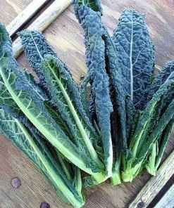 Dinosaur Kale Seeds - Lacinato Blue Heirloom Kale - 50 Seed Packet - Hardy Biennial - Image 2