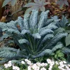 Dinosaur Kale Seeds - Lacinato Blue Heirloom Kale - 50 Seed Packet - Hardy Biennial - Image 1