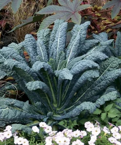 Dinosaur Kale Seeds - Lacinato Blue Heirloom Kale - 50 Seed Packet - Hardy Biennial - Image 1