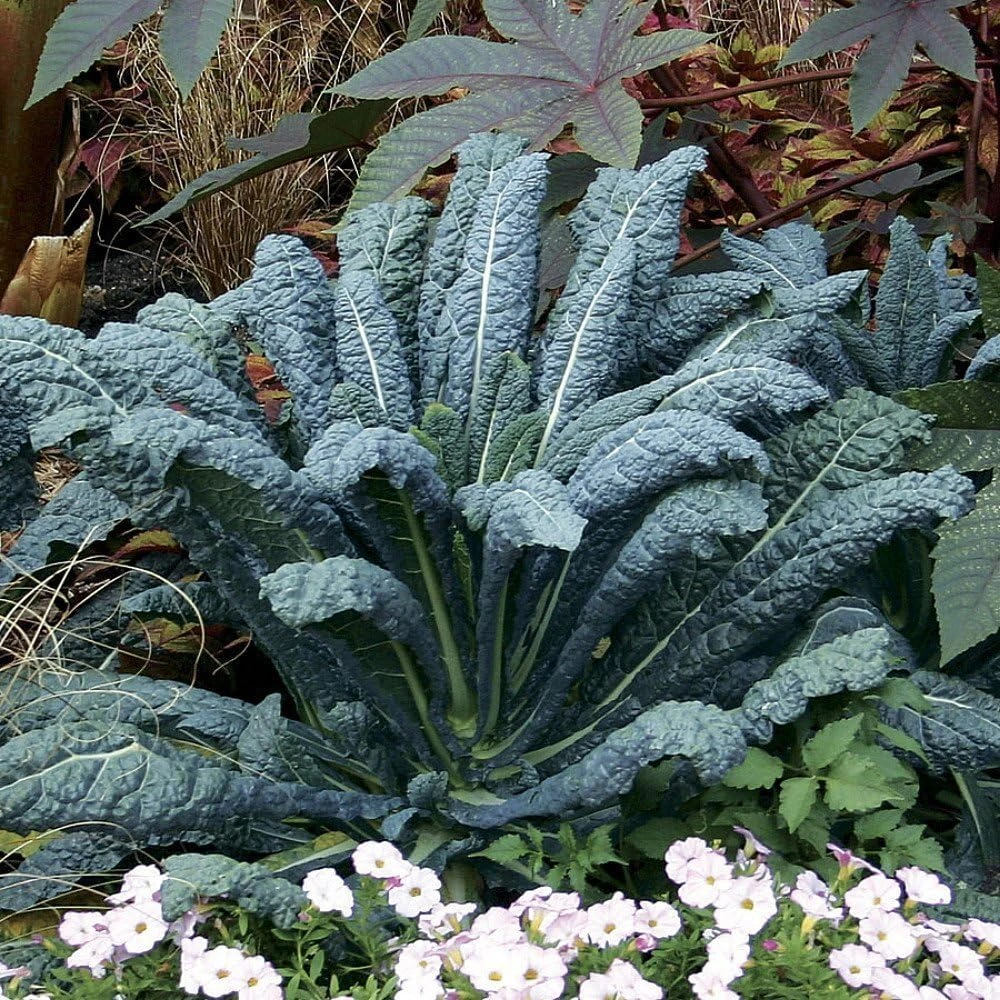 Dinosaur Kale Seeds - Lacinato Blue Heirloom Kale - 50 Seed Packet - Hardy Biennial - Image 1