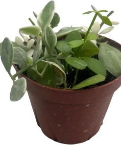 Dischidia Oiantha Live Plant – Cream & Green Foliage – 4" Pot – Indoor - Image 2