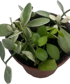Dischidia Oiantha Live Plant – Cream & Green Foliage – 4