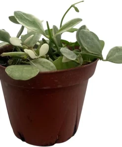 Dischidia Oiantha Live Plant – Cream & Green Foliage – 4