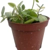Dischidia Oiantha Live Plant – Cream & Green Foliage – 4" Pot – Indoor - Image 1