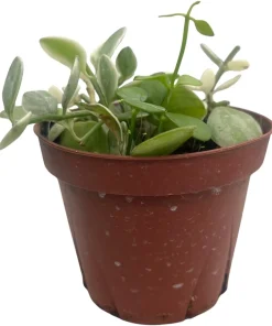 Dischidia Oiantha Live Plant – Cream & Green Foliage – 4