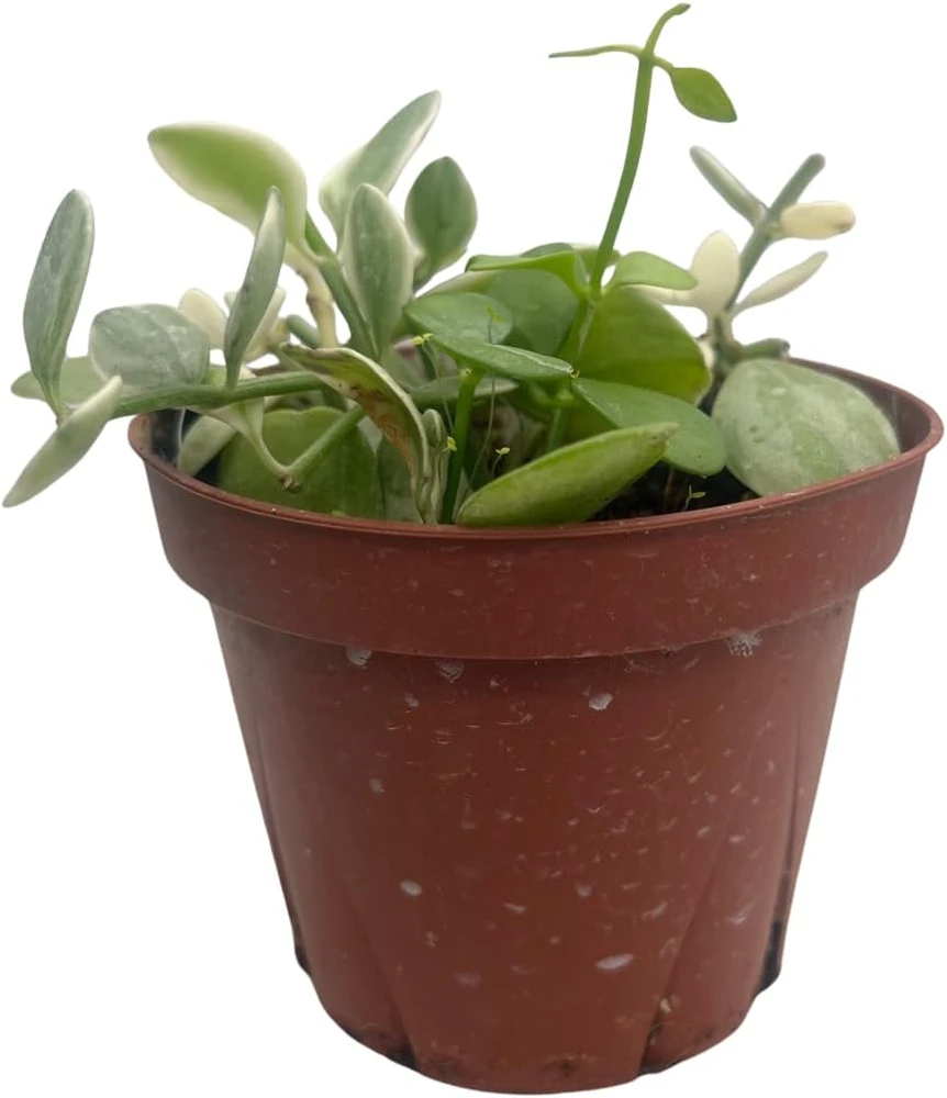 Dischidia Oiantha Live Plant – Cream & Green Foliage – 4" Pot – Indoor - Image 1