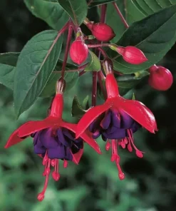 Dollar Princess Fuchsia Live Plant – 5