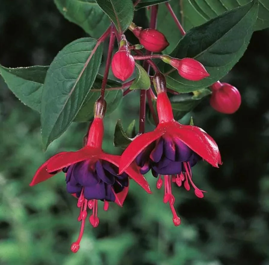 Dollar Princess Fuchsia Live Plant – 5" Pot – Pink & Purple Flowering Ornamental – Shade-Loving - Image 2