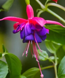 Dollar Princess Fuchsia Live Plant – 5