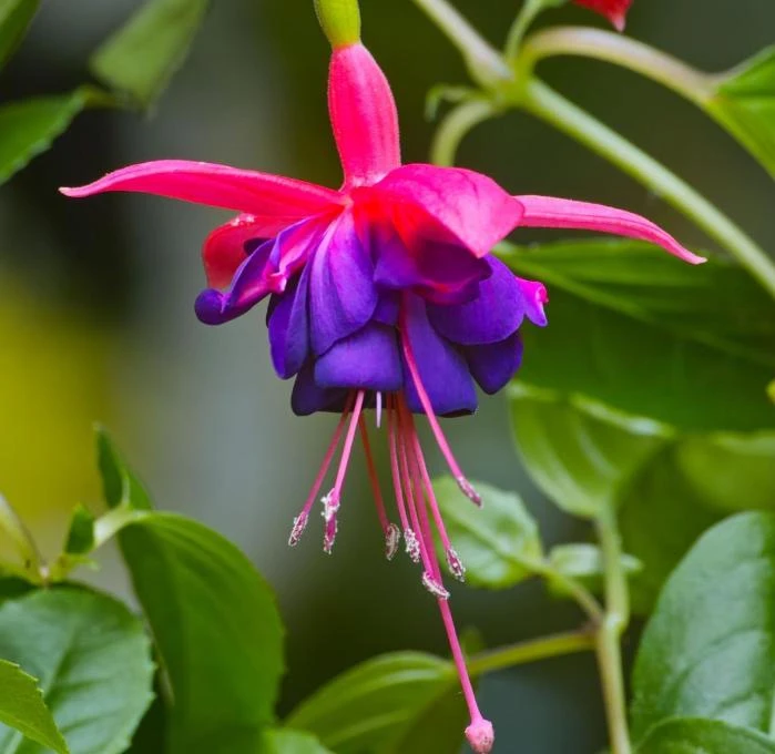 Dollar Princess Fuchsia Live Plant – 5" Pot – Pink & Purple Flowering Ornamental – Shade-Loving - Image 3