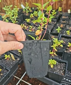 Dollar Princess Fuchsia Live Plant – 5