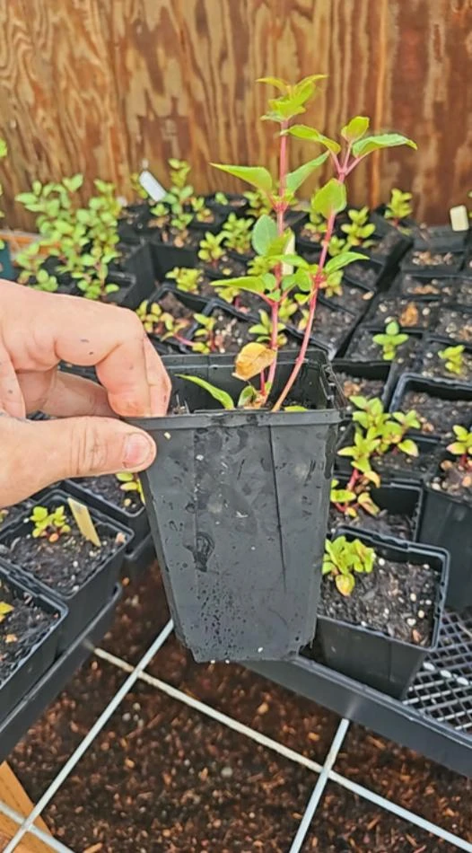 Dollar Princess Fuchsia Live Plant – 5" Pot – Pink & Purple Flowering Ornamental – Shade-Loving - Image 4