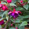 Dollar Princess Fuchsia Live Plant – 5" Pot – Pink & Purple Flowering Ornamental – Shade-Loving - Image 1