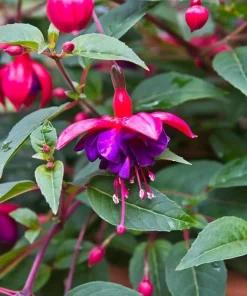 Dollar Princess Fuchsia Live Plant – 5