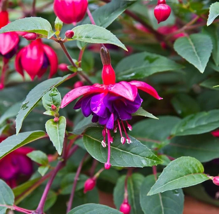 Dollar Princess Fuchsia Live Plant – 5" Pot – Pink & Purple Flowering Ornamental – Shade-Loving - Image 1