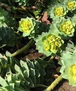 Donkey Tail Spurge Live Plant – Euphorbia myrsinites – 4" Pot – Outdoor Perennial - Image 2