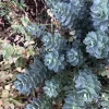Donkey Tail Spurge Live Plant – Euphorbia myrsinites – 4" Pot – Outdoor Perennial - Image 1