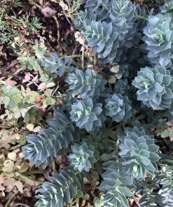 Donkey Tail Spurge Live Plant – Euphorbia myrsinites – 4