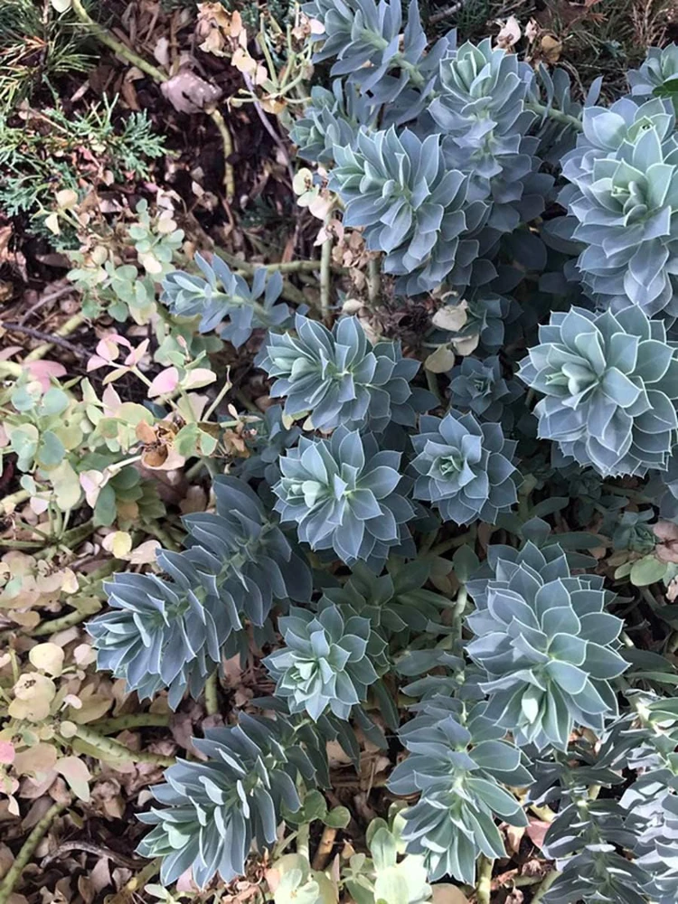 Donkey Tail Spurge Live Plant – Euphorbia myrsinites – 4" Pot – Outdoor Perennial - Image 1