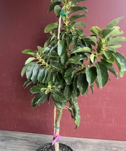 Donnie Avocado Tree , Grafted in 3 GallonS Pot, No Ship to CA and HI - Image 10