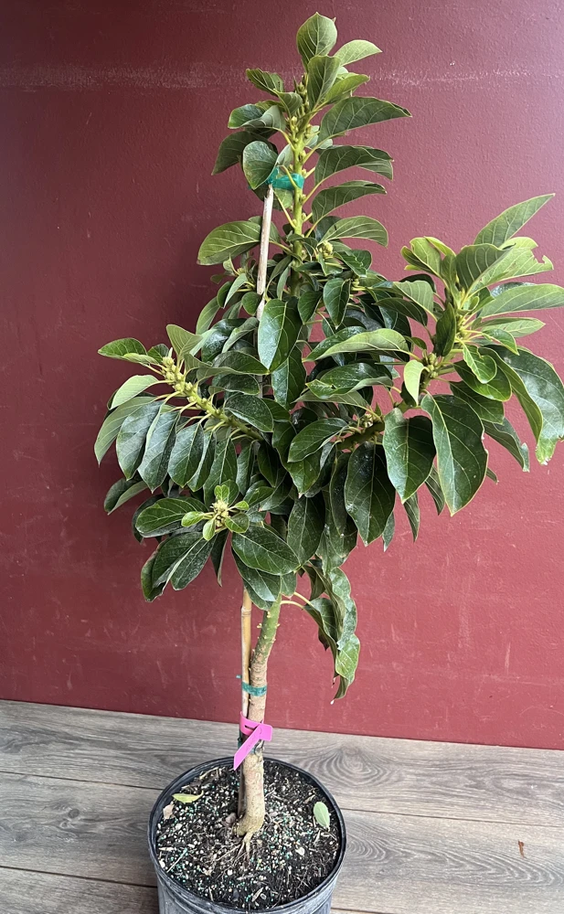 Donnie Avocado Tree , Grafted in 3 GallonS Pot, No Ship to CA and HI - Image 10