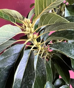 Donnie Avocado Tree , Grafted in 3 GallonS Pot, No Ship to CA and HI - Image 2