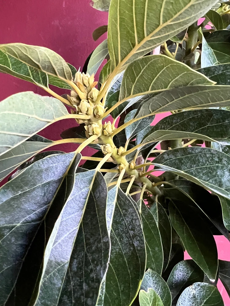 Donnie Avocado Tree , Grafted in 3 GallonS Pot, No Ship to CA and HI - Image 2
