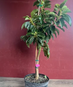 Donnie Avocado Tree , Grafted in 3 GallonS Pot, No Ship to CA and HI - Image 3