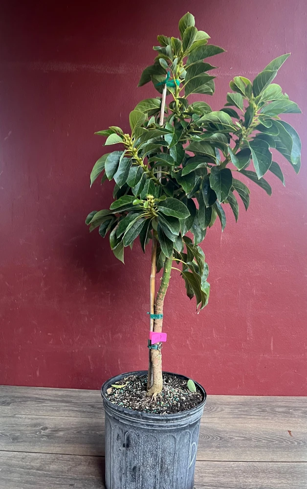 Donnie Avocado Tree , Grafted in 3 GallonS Pot, No Ship to CA and HI - Image 3