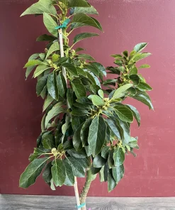 Donnie Avocado Tree , Grafted in 3 GallonS Pot, No Ship to CA and HI - Image 4