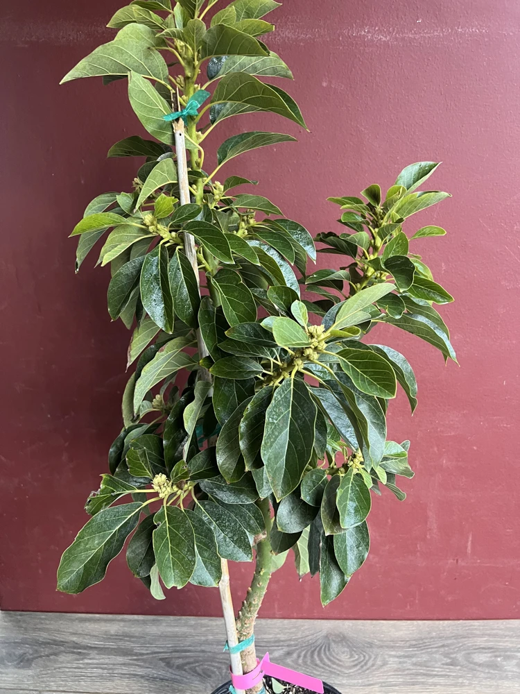 Donnie Avocado Tree , Grafted in 3 GallonS Pot, No Ship to CA and HI - Image 4