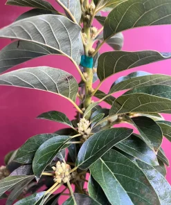 Donnie Avocado Tree , Grafted in 3 GallonS Pot, No Ship to CA and HI - Image 5
