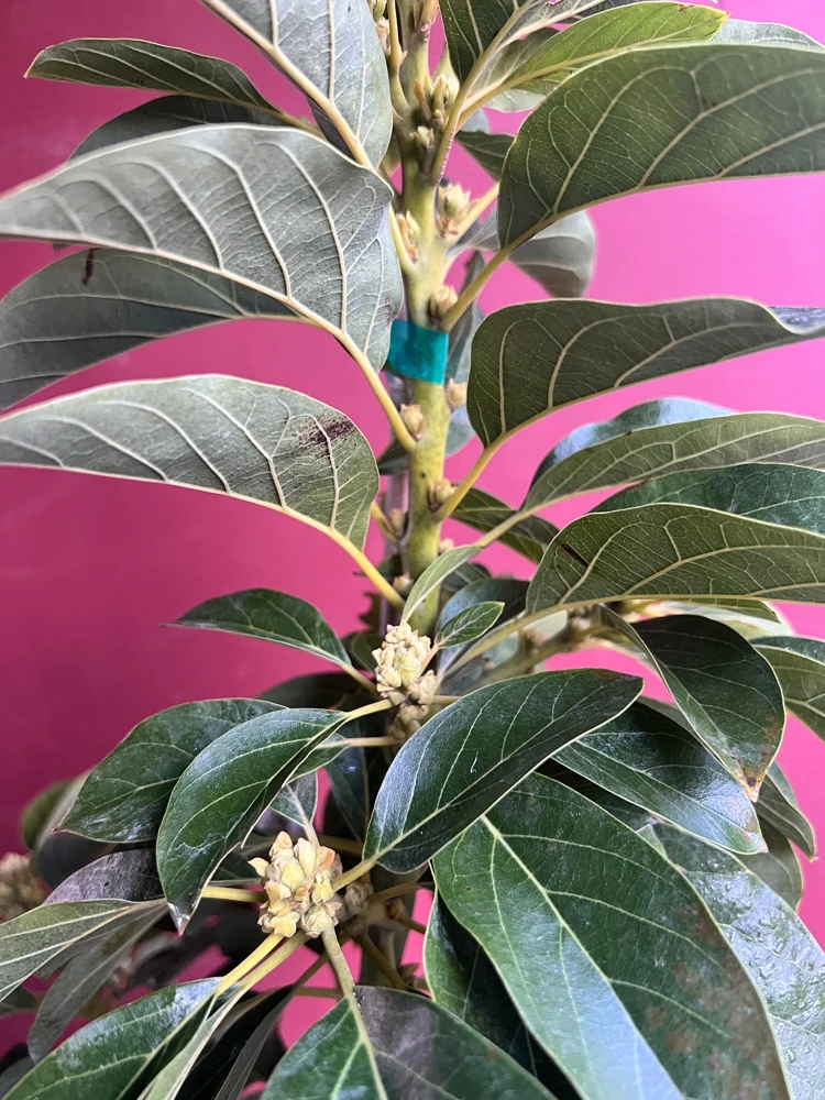 Donnie Avocado Tree , Grafted in 3 GallonS Pot, No Ship to CA and HI - Image 5