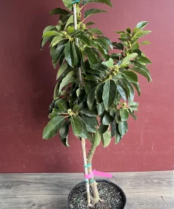 Donnie Avocado Tree , Grafted in 3 GallonS Pot, No Ship to CA and HI - Image 6