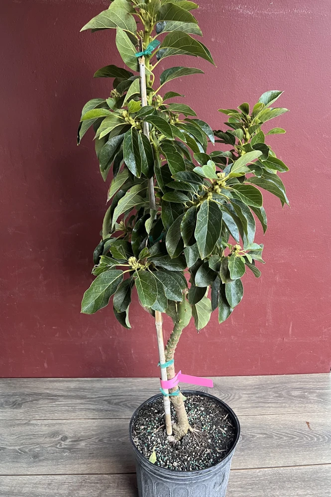 Donnie Avocado Tree , Grafted in 3 GallonS Pot, No Ship to CA and HI - Image 6