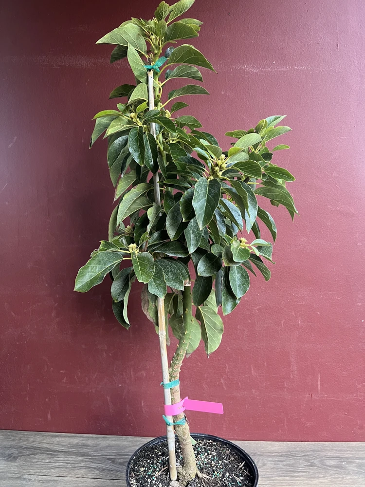 Donnie Avocado Tree , Grafted in 3 GallonS Pot, No Ship to CA and HI - Image 7