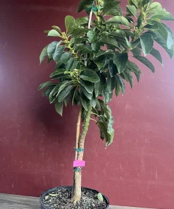 Donnie Avocado Tree , Grafted in 3 GallonS Pot, No Ship to CA and HI - Image 8
