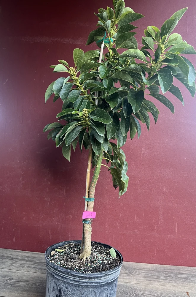 Donnie Avocado Tree , Grafted in 3 GallonS Pot, No Ship to CA and HI - Image 8