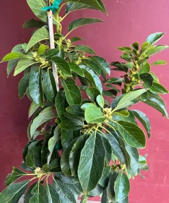 Donnie Avocado Tree , Grafted in 3 GallonS Pot, No Ship to CA and HI - Image 9
