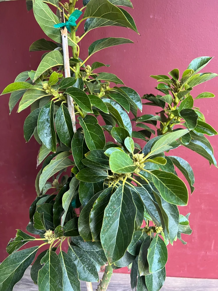 Donnie Avocado Tree , Grafted in 3 GallonS Pot, No Ship to CA and HI - Image 9