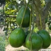 Donnie Avocado Tree , Grafted in 3 GallonS Pot, No Ship to CA and HI - Image 1