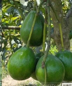 Donnie Avocado Tree , Grafted in 3 GallonS Pot, No Ship to CA and HI - Image 1