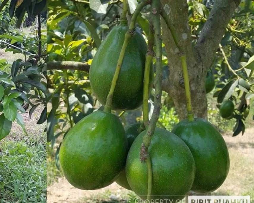 Donnie Avocado Tree , Grafted in 3 GallonS Pot, No Ship to CA and HI - Image 1